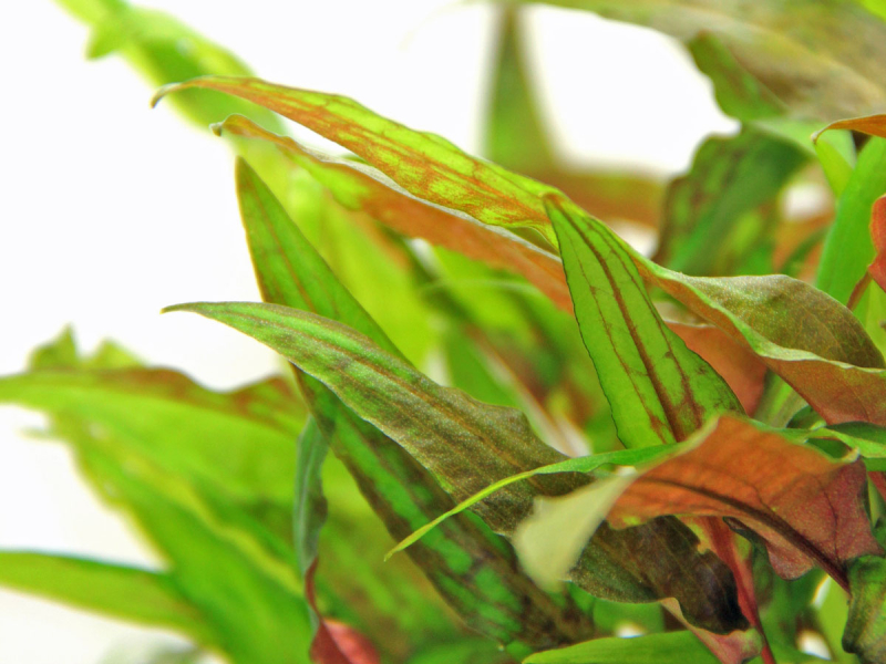 Cryptocoryne wendtii Grün - Grüner Wasserkelch